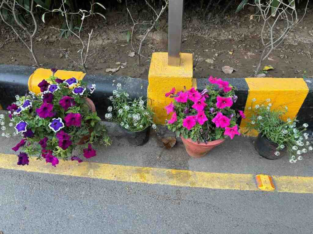 Flowers at the gate