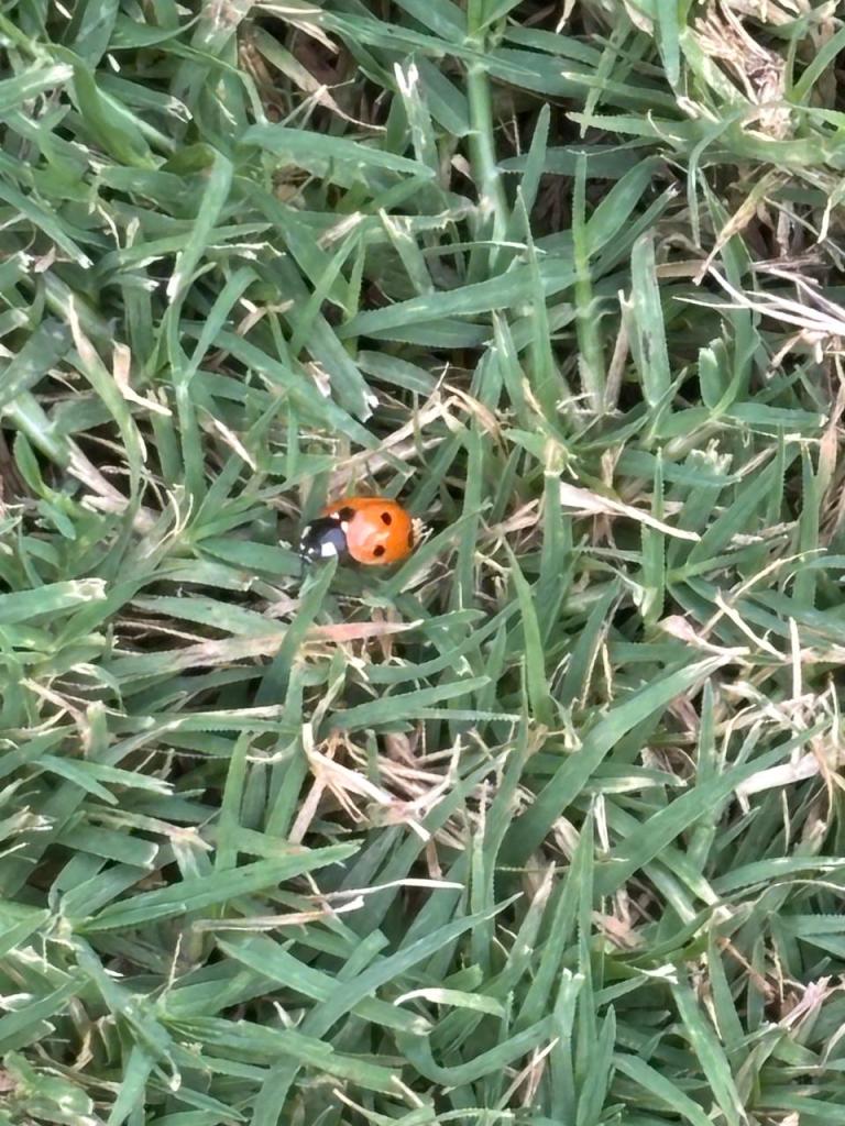 Grounding Beetle
