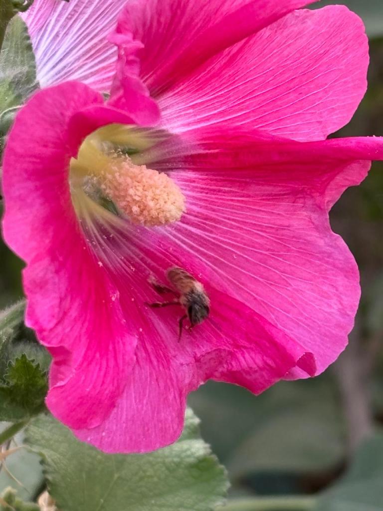 Honey bee pink flower
