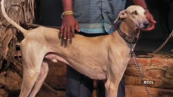 Chippiparai strays dogs