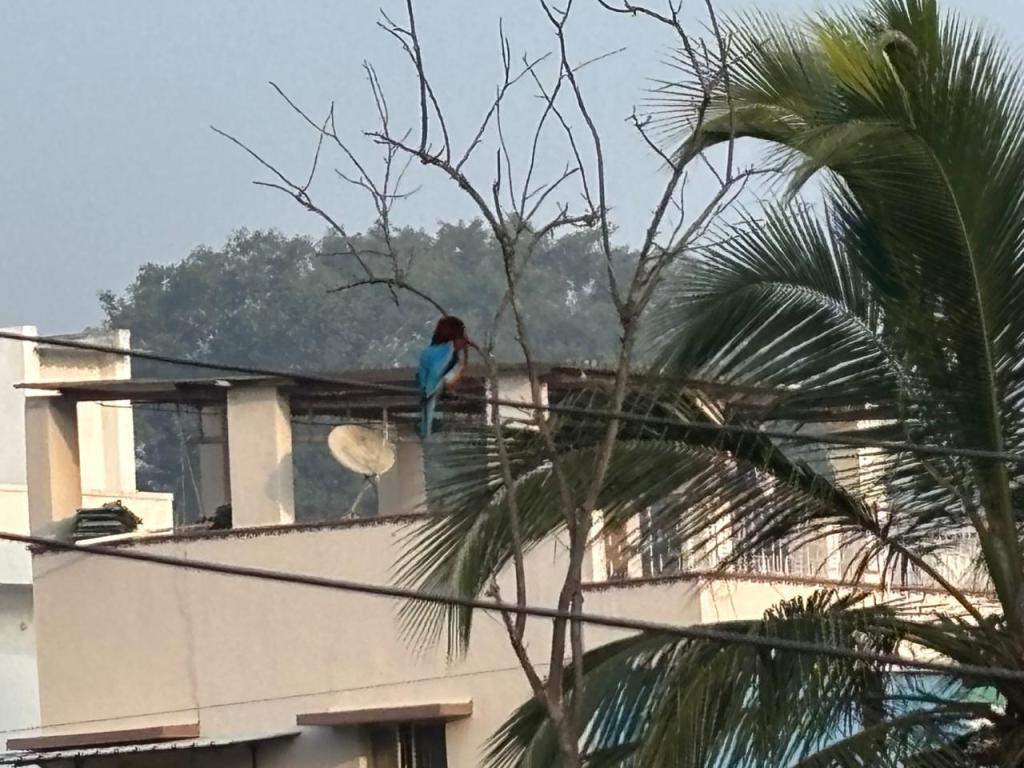 Kingfisher