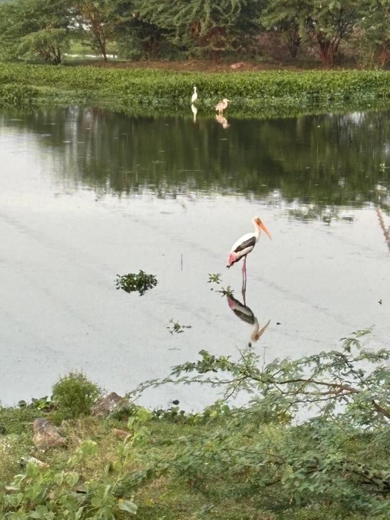 Crane reflecting