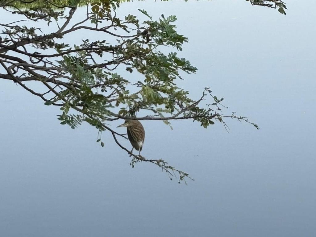Beautiful bird